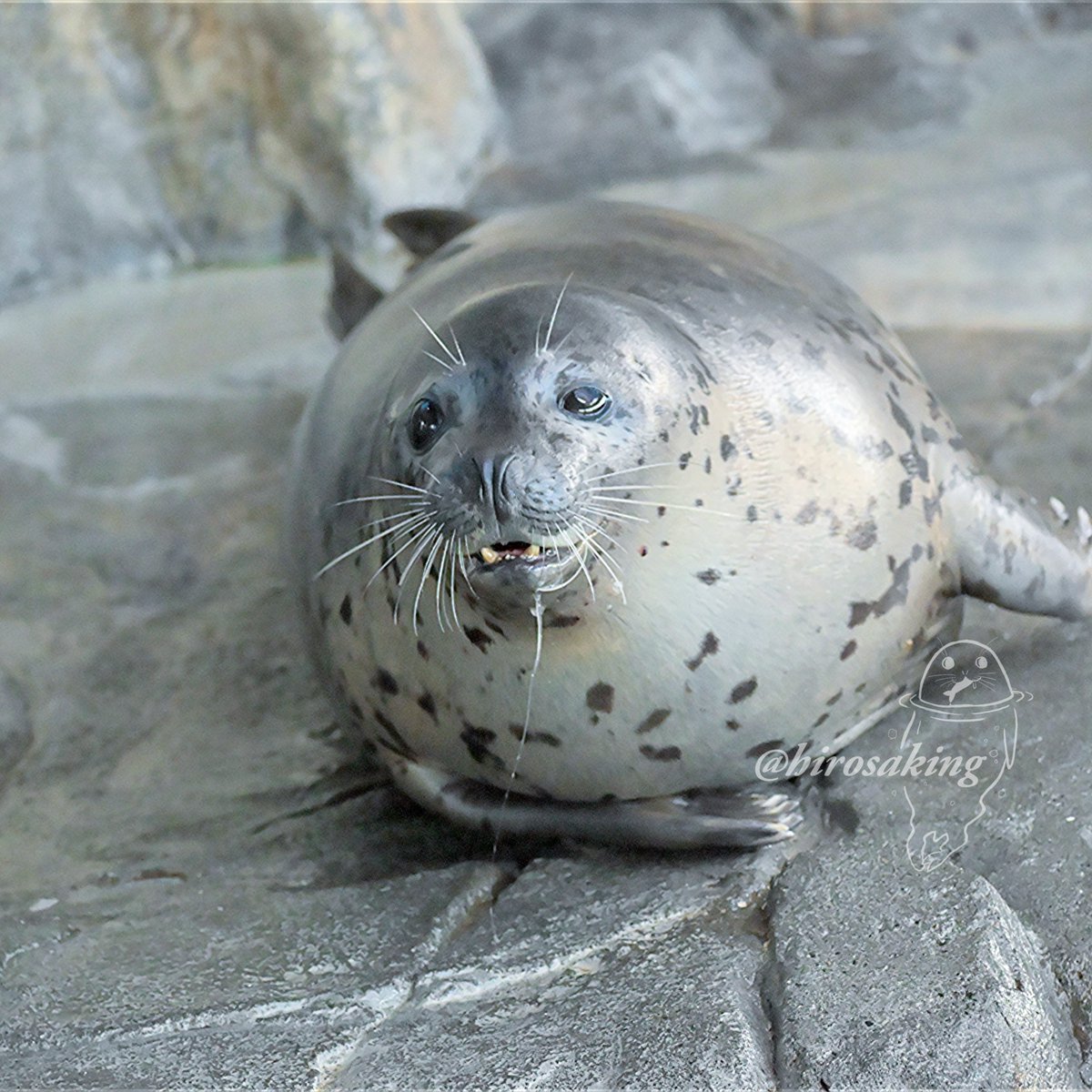 ヒロサキ🦮🦭 on X