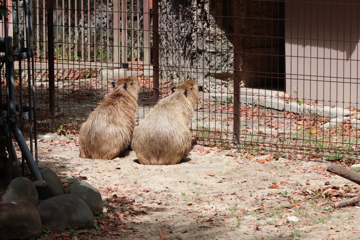 カピバラページ すめし on X