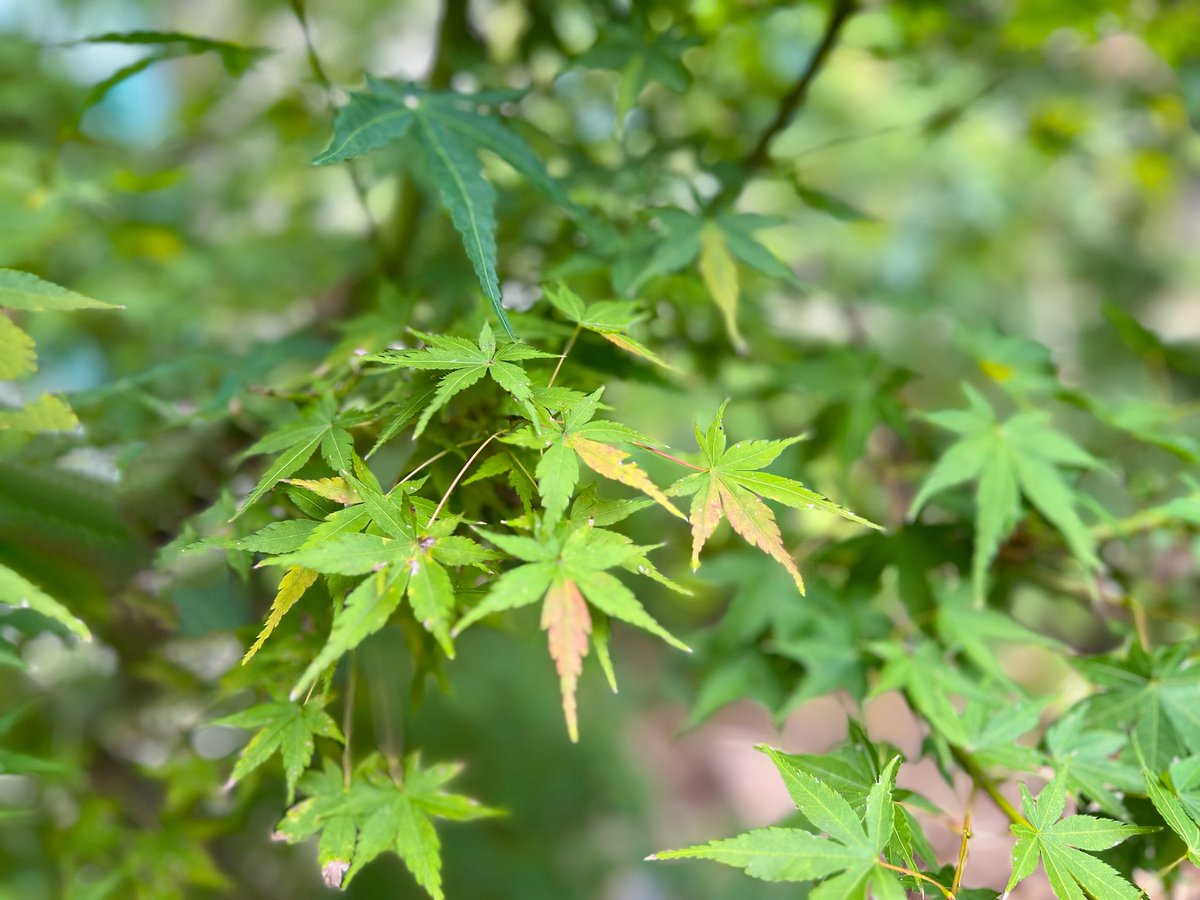 空気が変わると、心も揺れる
でもその揺れは、悪いことじゃない

春から夏へ、夏から秋へ。
自然は焦らず、ちゃんと移ろっていく

人も同じでいい。
変化は、“ゆっくり進めばいい”という合図

焦らない勇気を
季節がそっと教えてくれる

どうぞ素敵な1日を✨