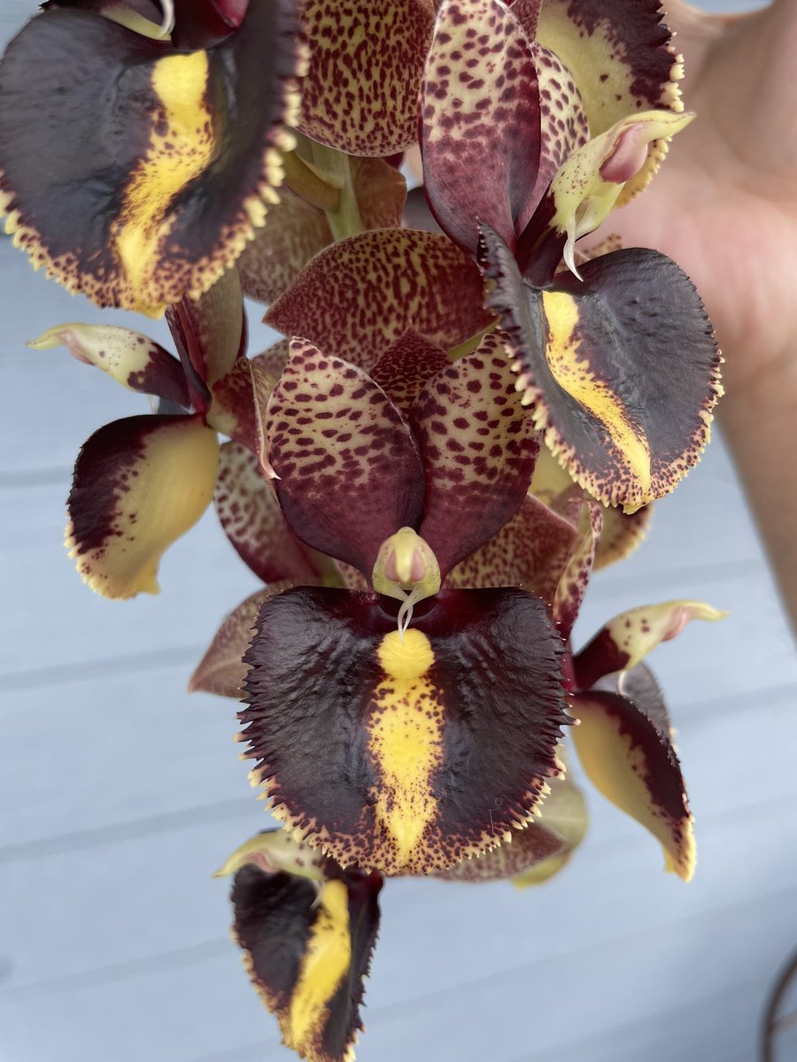 北条早雲@タケノコ蘭沼 on X