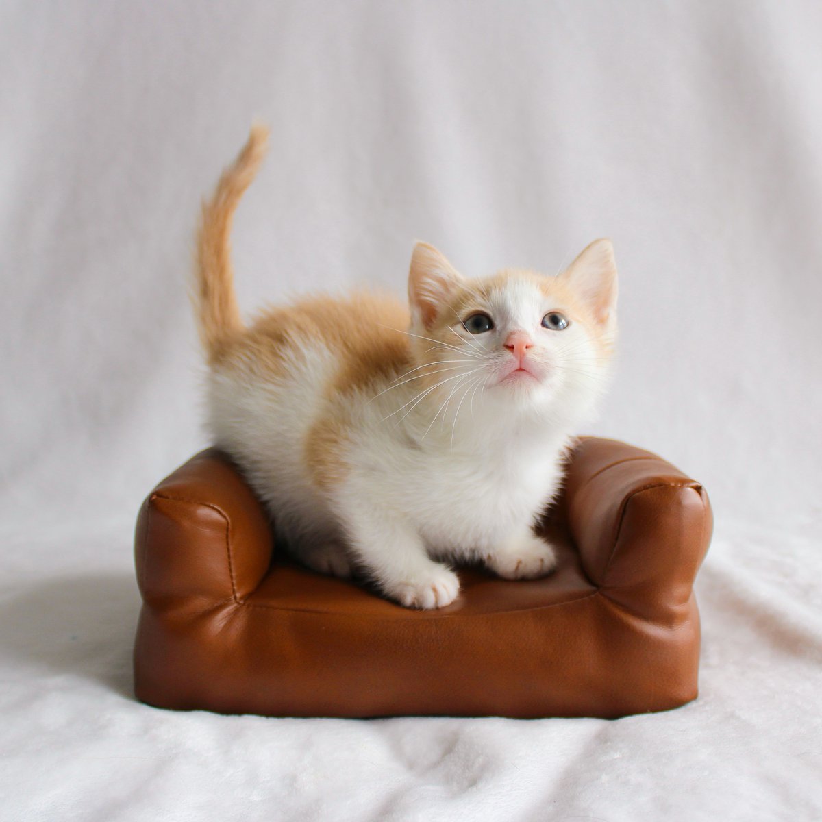 JayDevDixit354's tweet image. Just found the ultimate pumpkin spice latte... but fluffier and way cuter. 🎃🐱 #KittenVibes #PumpkinSeason #TooCuteToHandle