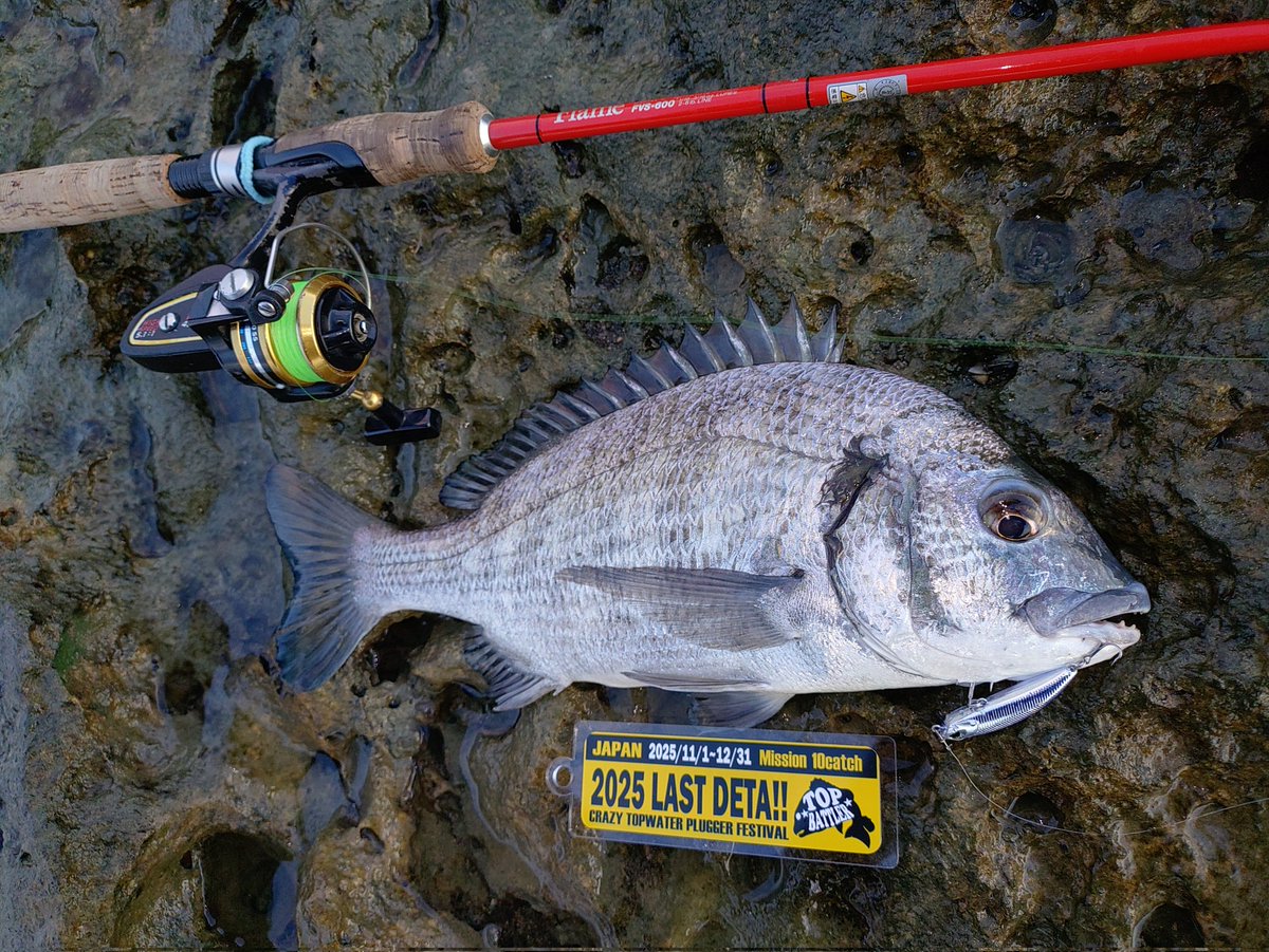 ミナミクロダイ 剥製 びっちゅう on X