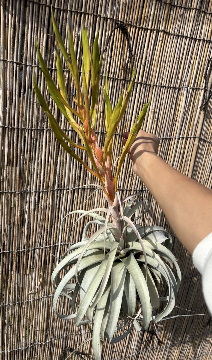 そろそろ開花終わり