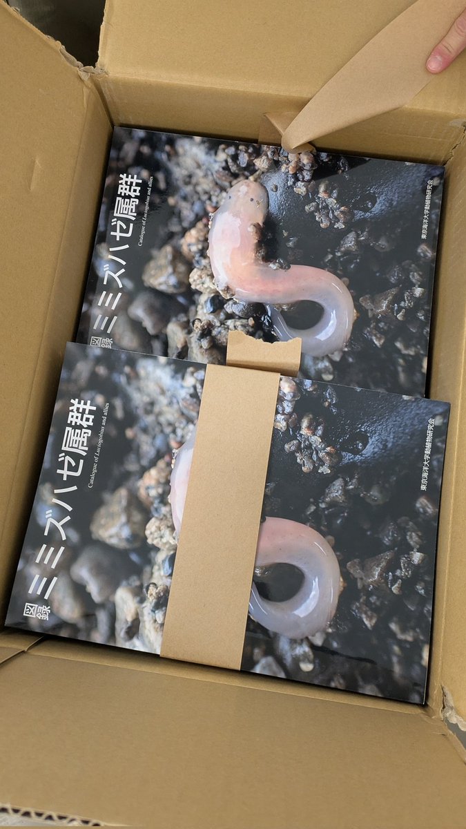 テンガイハタ 特殊グリセリン標本 テンガイハタ 特殊グリセリン標本