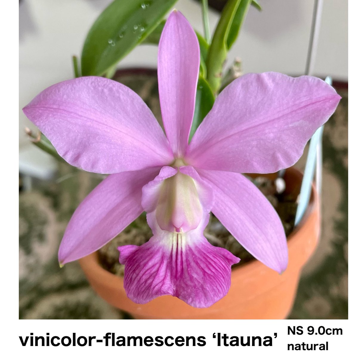 お花々＊様 Satox & BENTON Japan on X