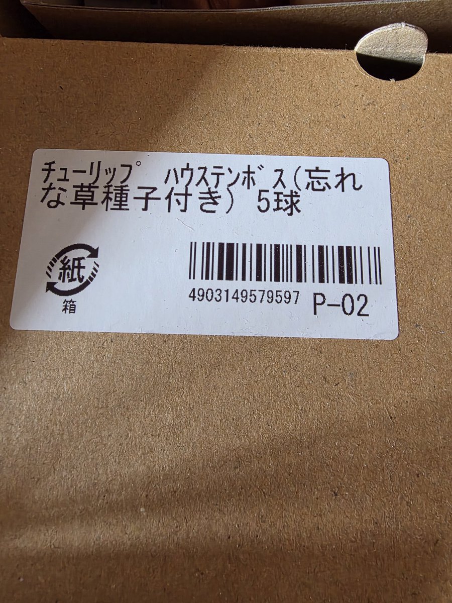 ﾁｭｰﾘｯﾌﾟ