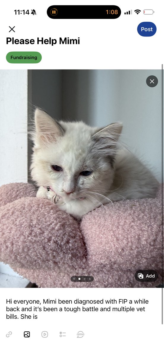 humbugdll's tweet image. gofund.me/466dc6a96 Hey everyone, this is Mimi she is dealing with FIP and recently had surgery for an ear polyp removal. Help Mimi fight FIP ❤️❤️ #GoFundMe  #gofundmedonations #pethelp