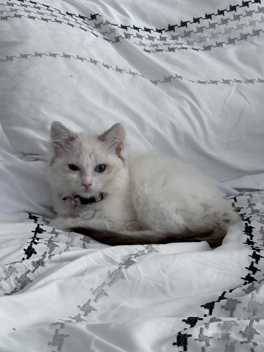 humbugdll's tweet image. gofund.me/466dc6a96 Hey everyone, this is Mimi she is dealing with FIP and recently had surgery for an ear polyp removal. Help Mimi fight FIP ❤️❤️ #GoFundMe  #gofundmedonations #pethelp