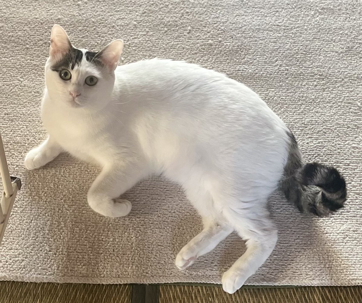 白猫好き 白猫好き 白猫好き 白猫 ZX白