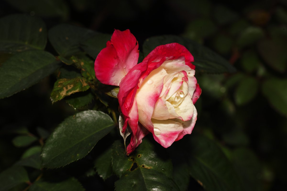 ❃ローズ❃ アンティークローズ柄ワンピ | axes femme online shop