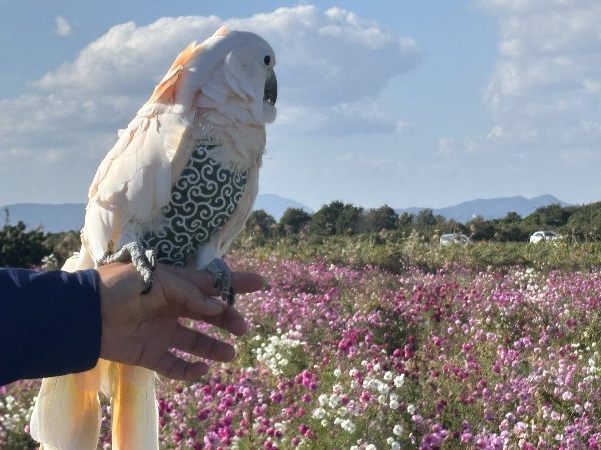 大型鳥と佐賀空港コスモス園〜オオバタン編〜　
youtu.be/I40EkddYjK0

#オオバタン
#鳥さんぽ
#鳥
#オウム