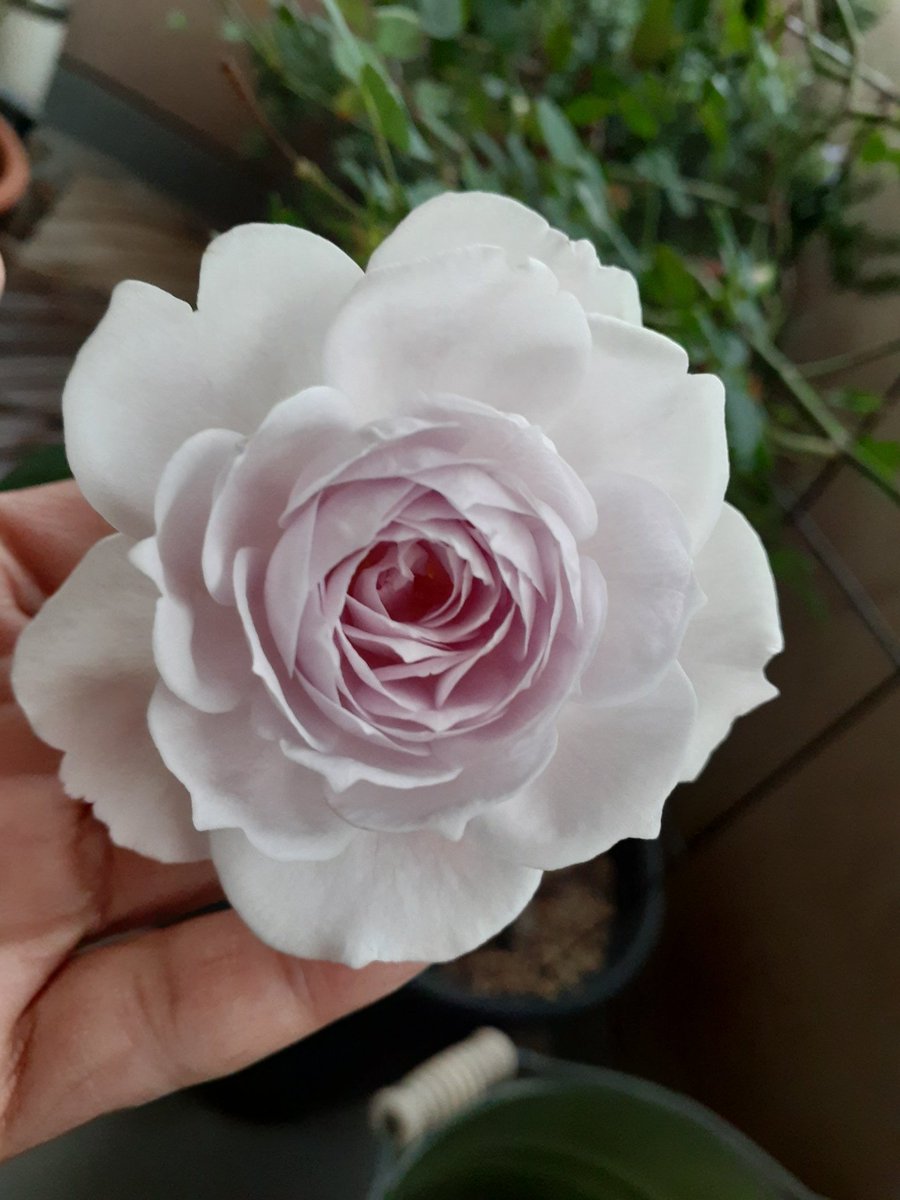 キュン🤍 (@an145728YY) / Posts / X