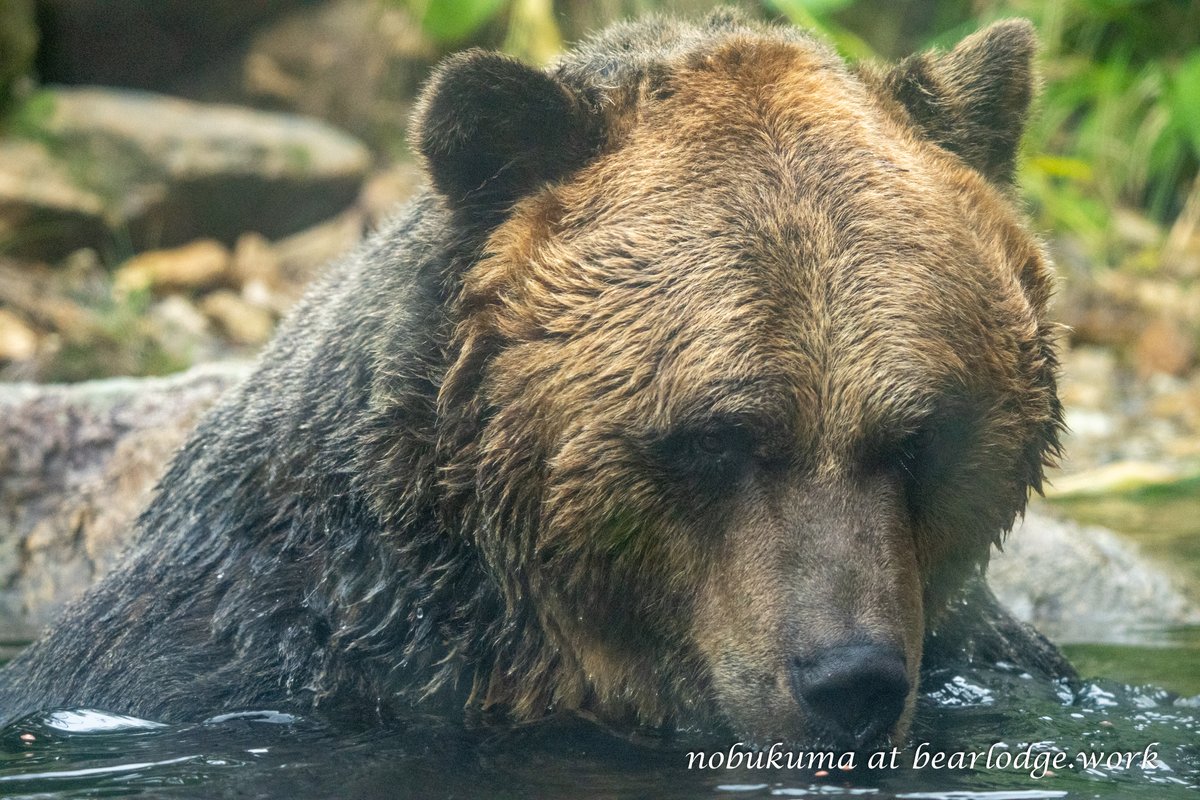 のぶクマ🐻羆と香辛料 (@kumar0001) / Posts / X