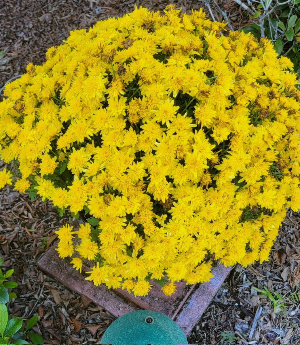 Gen_Boiko's tweet image. A resilient mum bursts into bloom as autumn makes a vibrant entrance.

My Garden Photo,
East Coast.

#Flowerreport