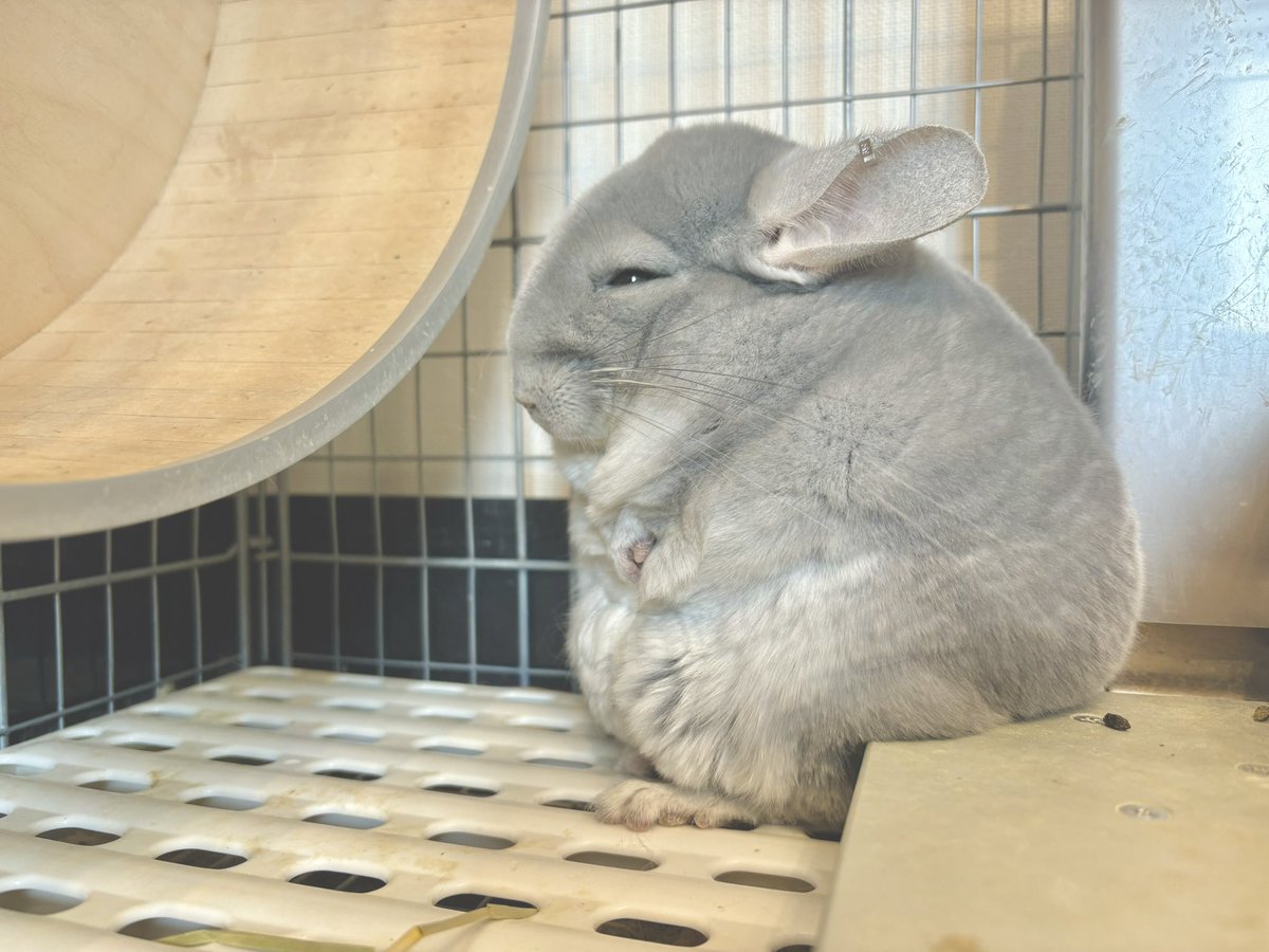 super_miroku369's tweet image. 大幅な遅延で満員電車に揉まれてベンチでひと休みしてるサラリーマン🧑💼
#チンチラ
#chinchilla