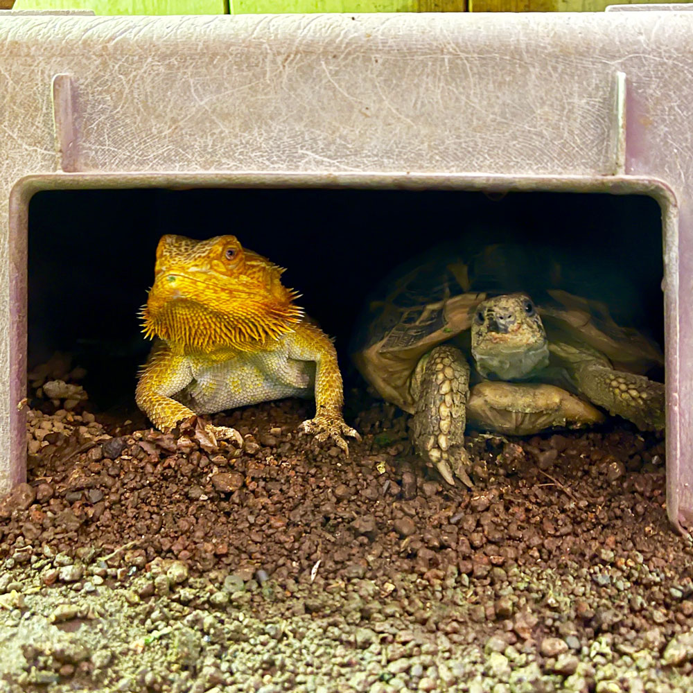 reptilescafe's tweet photo. 雲厚めの横浜
お店は通常営業（11時〜18時、L.O.17時頃）です

なお
明日、11月3日（月）は祝日のため、営業いたします

写真は
ヒーターシェルター内に並ぶ #ヘルマンリクガメ さんと #フトアゴヒゲトカゲ さんです

#爬虫類カフェ #reptilescafe #横浜カフェ #HermansTortoise #BeardedDragon https://t.co/vDUKugic81