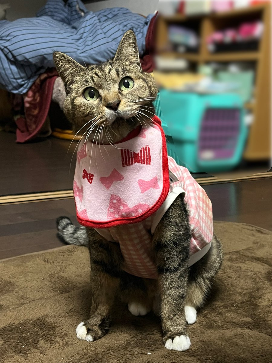 komu___0508's tweet photo. ピンクが似合うむーちゃん🎀🩷 https://t.co/3b0MNgle3n