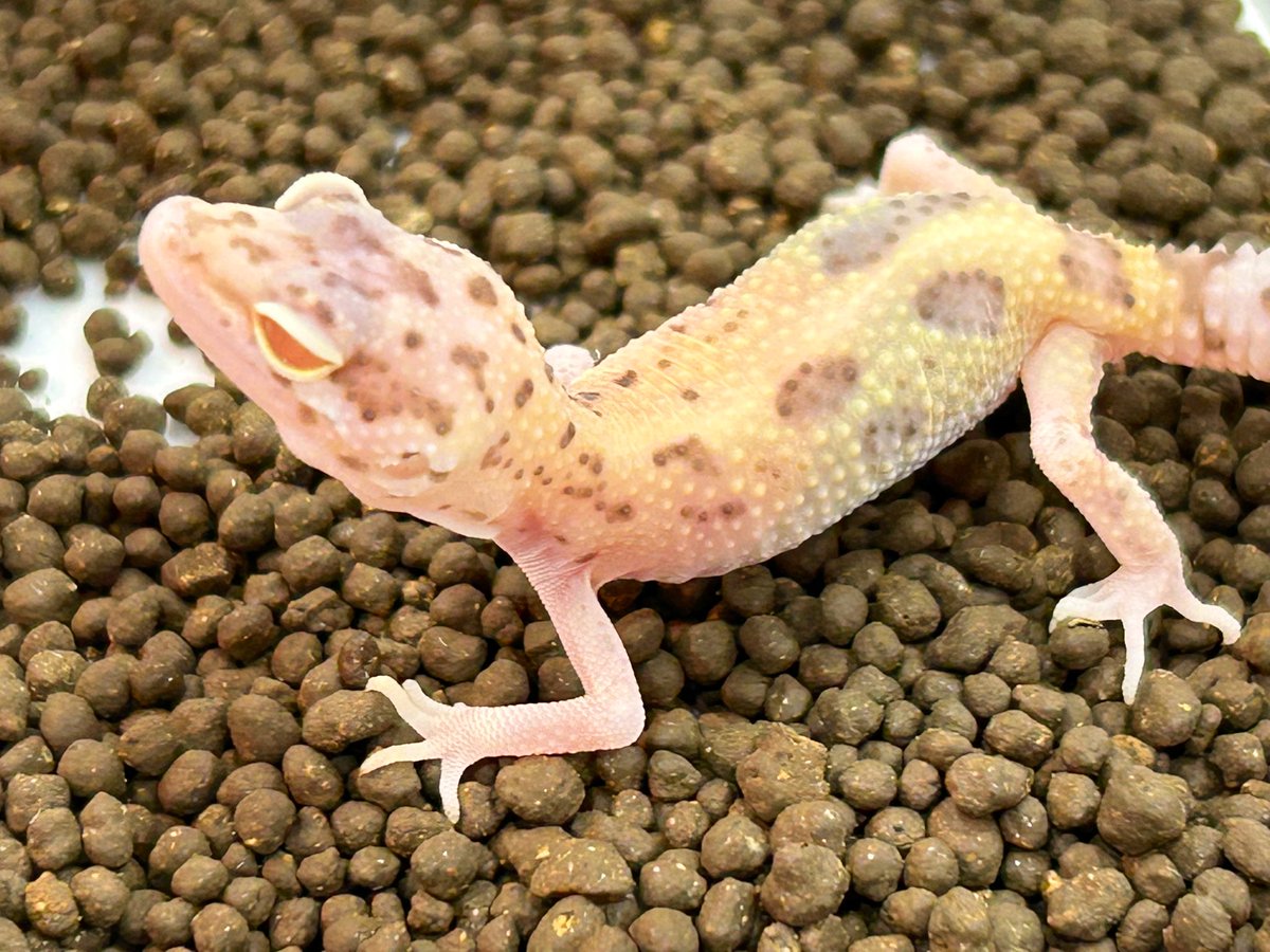 ReptileRoom@Medjed また来年 tweet media