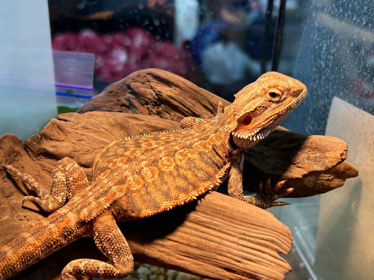 ReptileRoom@Medjed また来年 tweet media
