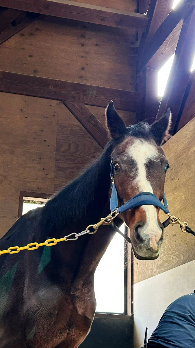 ブラック もち様 🐴ぶちまる Ω🏕 on X