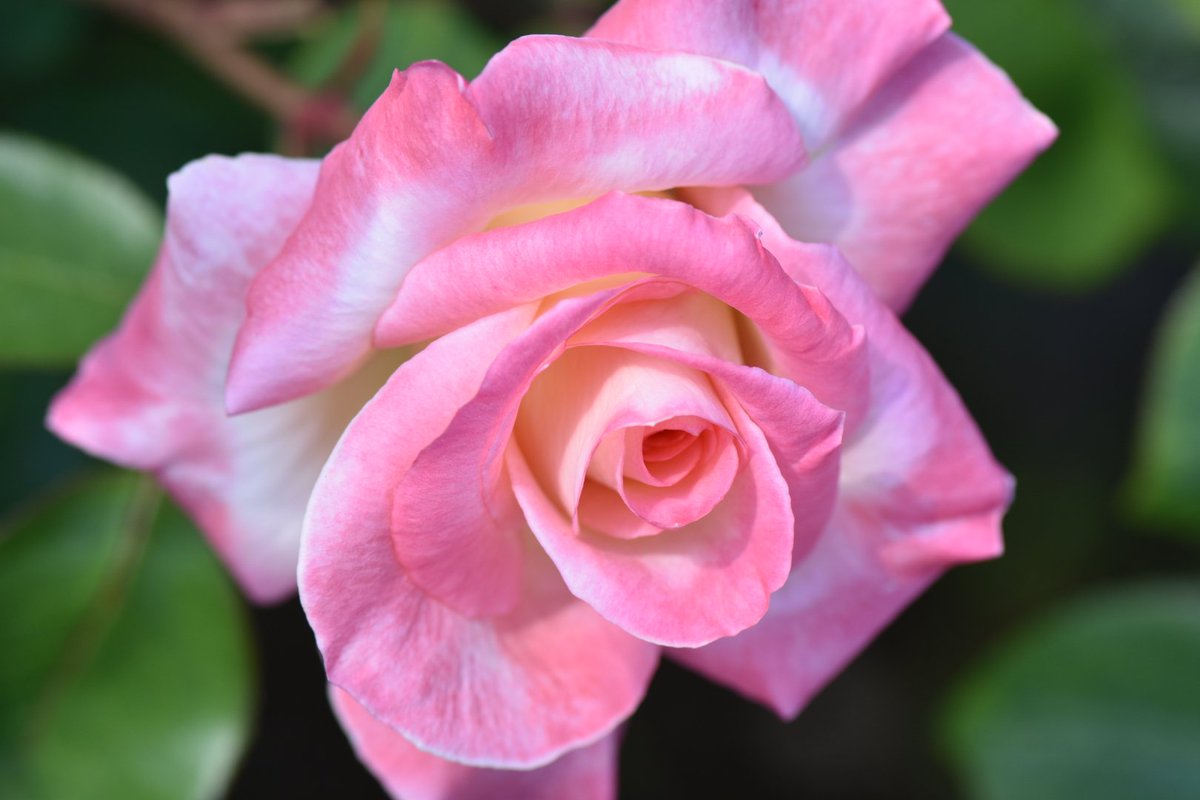 かじやん (@h_kajino) / Posts / X