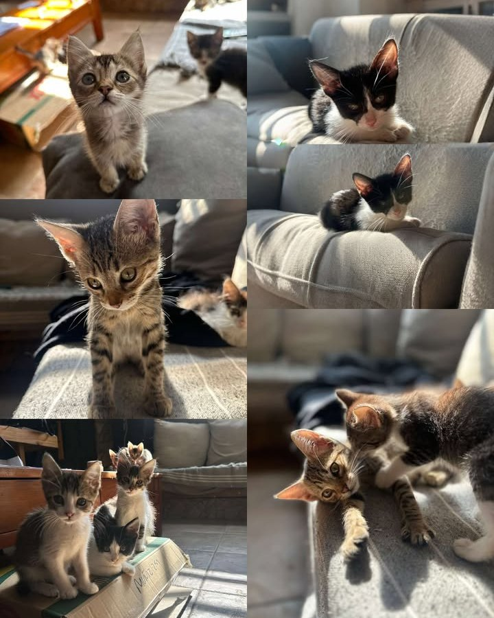 GATITOS EN ADOPCION EN ITUZAINGO!

Serena 1123885916

#GatitosenadopciondefansZONAOESTE