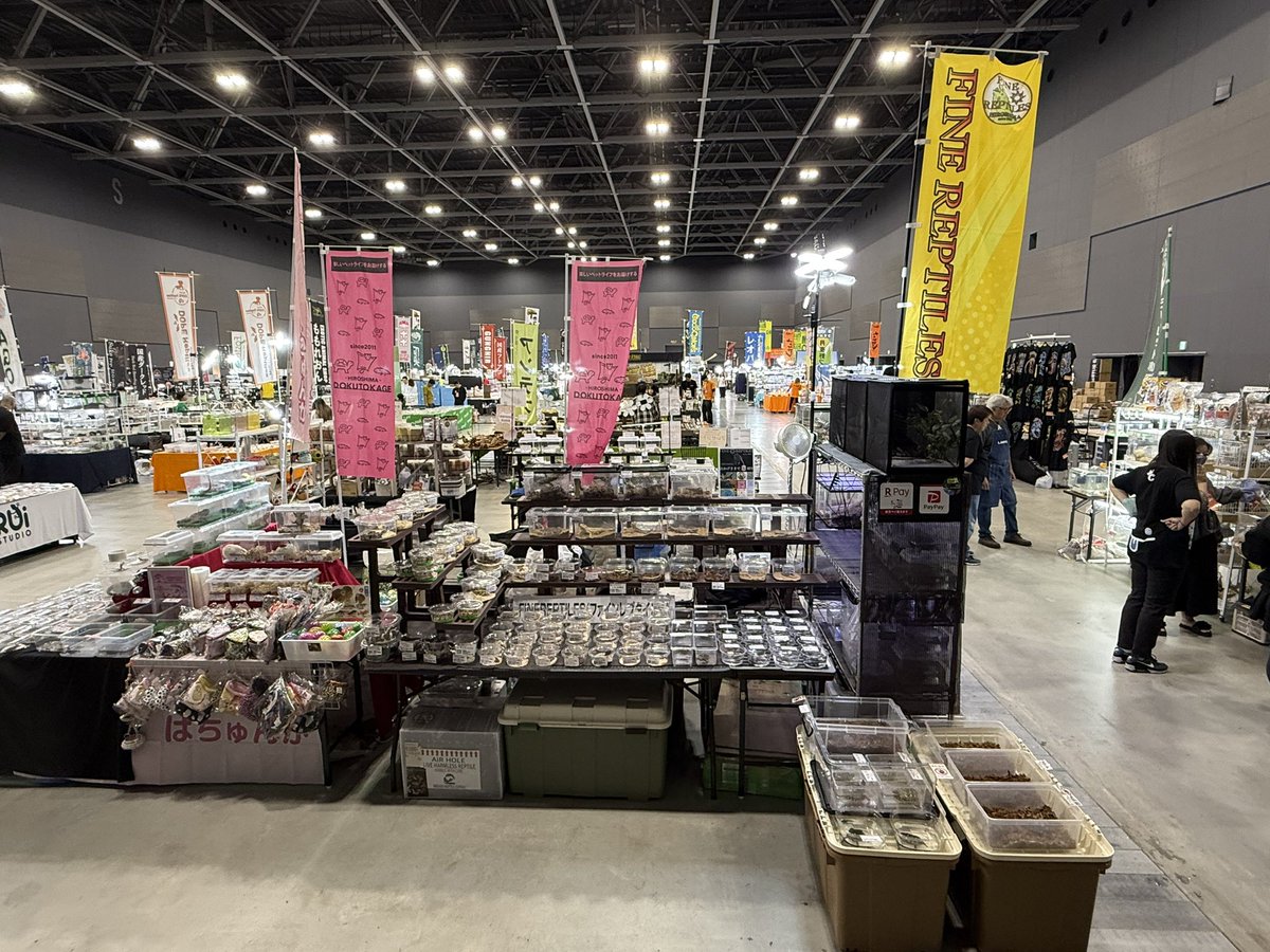 FReptiles's tweet image. おはようございます！
「九州爬虫類フェスAutumn」最終日
ただいま10時開場しました！！！

今日は何とか設営間に合いました。
当店ブースは32番✨
たくさんのご来場ご来店お待ちしております🙇🏻‍♂️

#九州爬虫類フェス  #九レプ
#ファインレプタイルズ