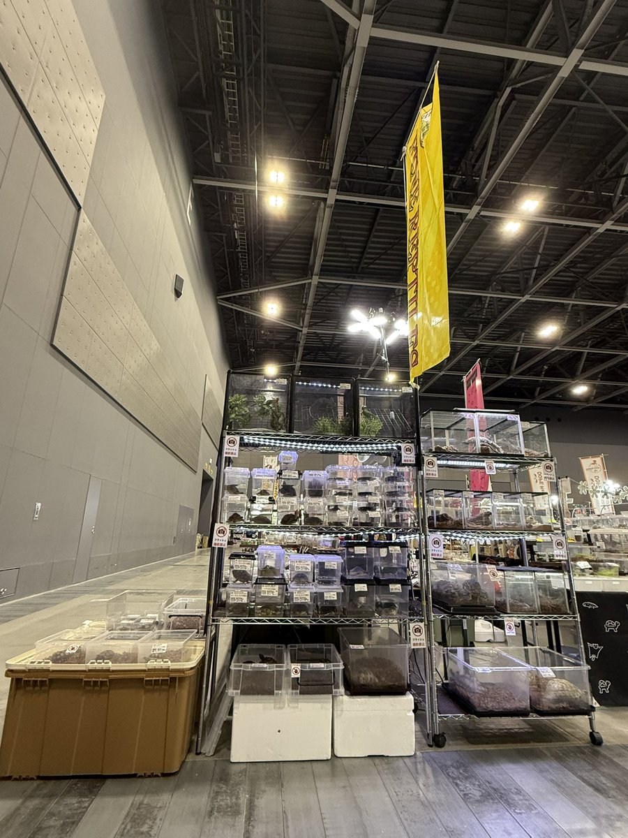 FReptiles's tweet image. おはようございます！
「九州爬虫類フェスAutumn」最終日
ただいま10時開場しました！！！

今日は何とか設営間に合いました。
当店ブースは32番✨
たくさんのご来場ご来店お待ちしております🙇🏻‍♂️

#九州爬虫類フェス  #九レプ
#ファインレプタイルズ