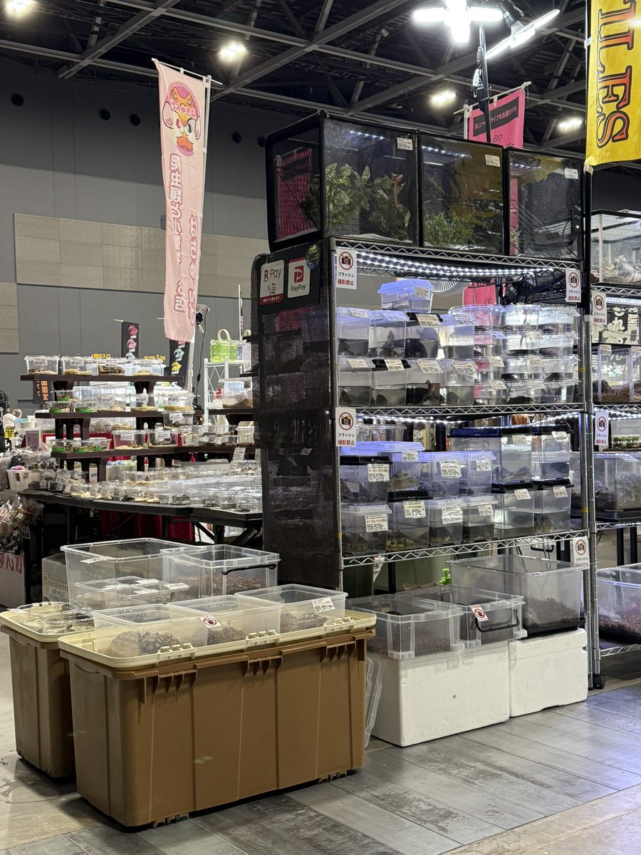 FReptiles's tweet image. おはようございます！
「九州爬虫類フェスAutumn」最終日
ただいま10時開場しました！！！

今日は何とか設営間に合いました。
当店ブースは32番✨
たくさんのご来場ご来店お待ちしております🙇🏻‍♂️

#九州爬虫類フェス  #九レプ
#ファインレプタイルズ