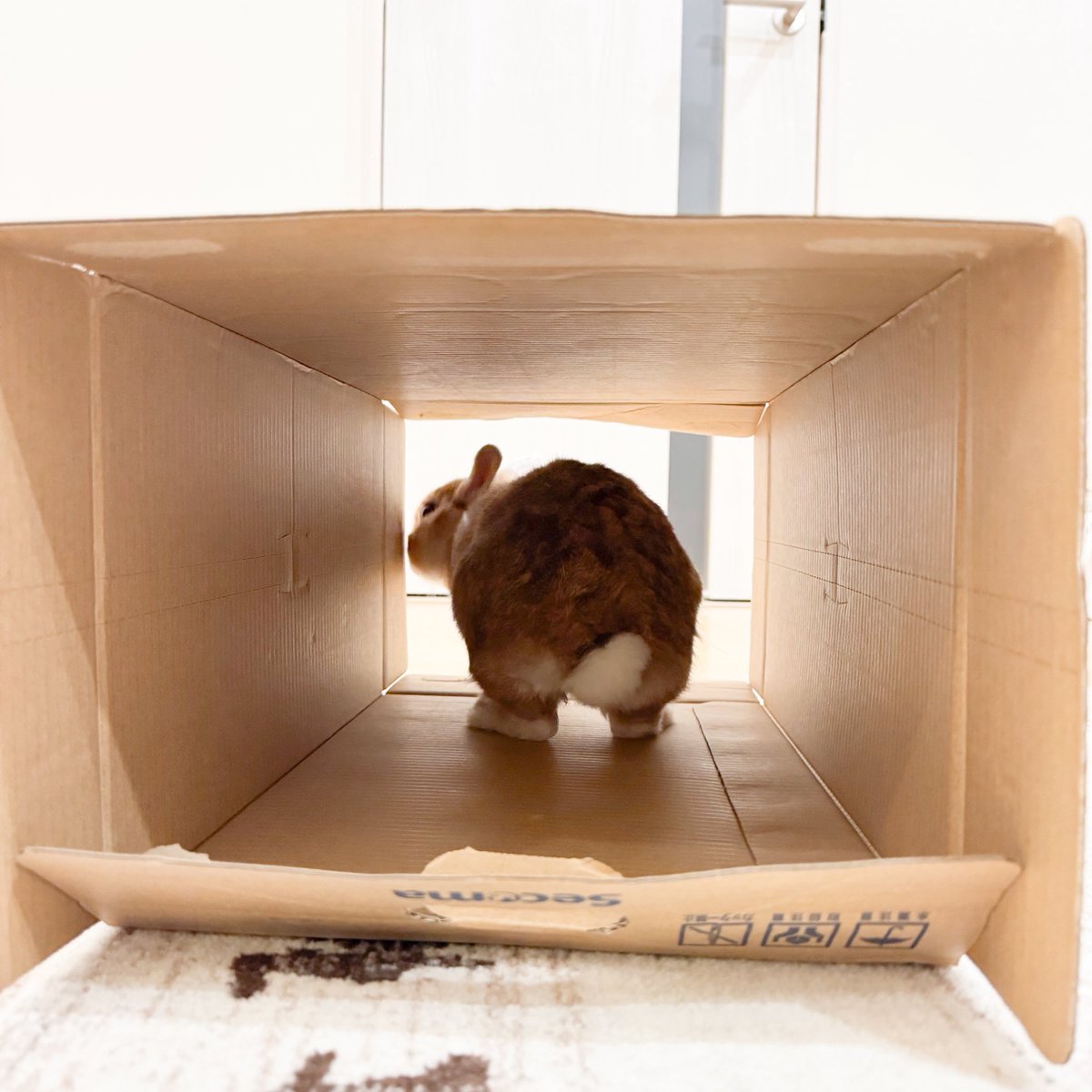 うさぎのタルトさんち🐰Tart&Chiffon (@tart_san) / Posts / X