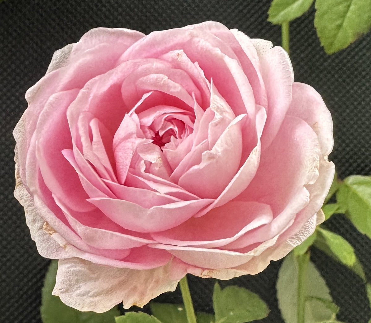 コメント下さい✦バラ苗✦予約苗✦ꕥ。.ꕤ‿ꕤ.。 バラ予約】 バラ大苗 ピース 【申込期限：2月22日】 の通販