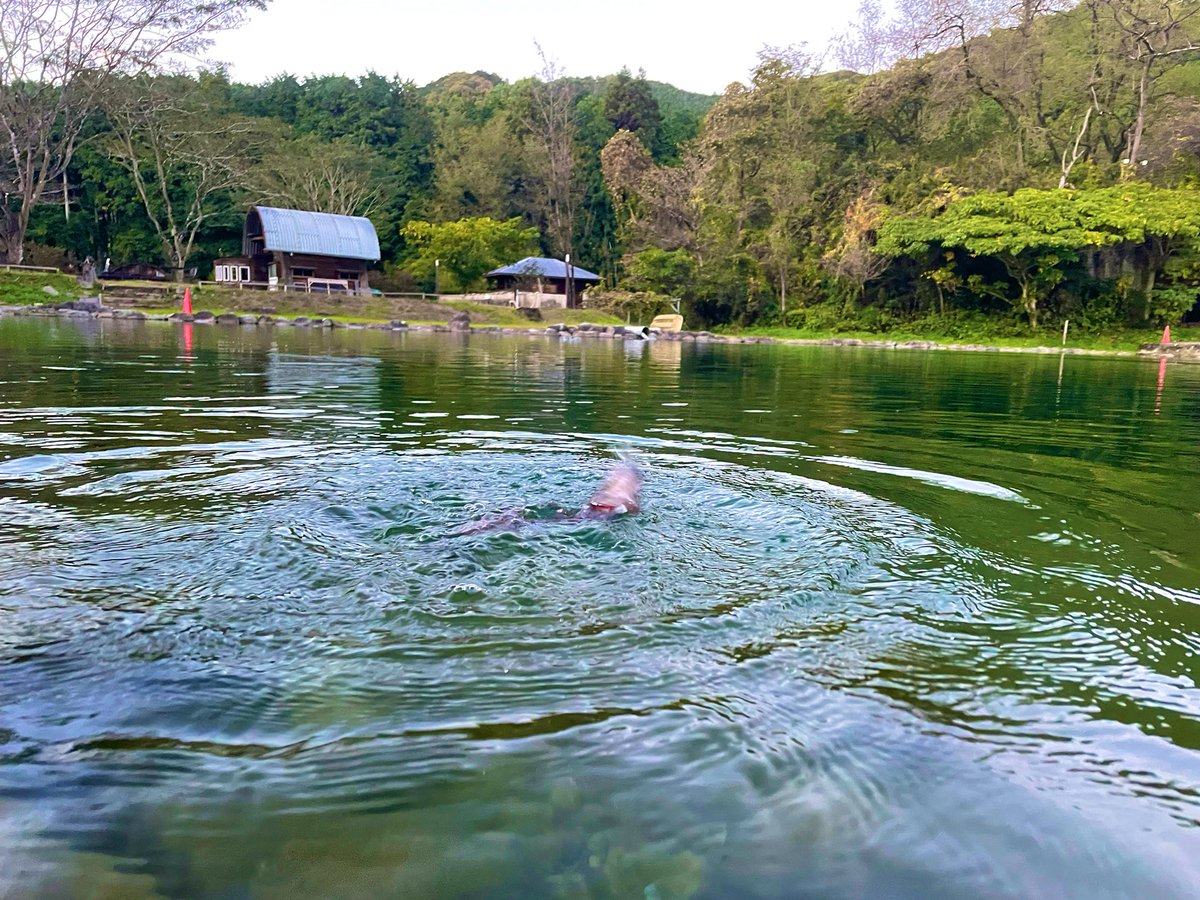 captain_black96's tweet image. 昨日は大芦川F&amp;amp;Cフィールドビレッジにクリアポンドの苦手克服へ
前夜の雨で少し濁ってるけど相変わらずスケスケ…スケベェ🥰
お隣に偶然フォロワーさんがいらっしゃって、おしゃべりフィッシング
放流はぼちぼち対応出来てきたけど活性が落ち着くと中々難しい🙄
でも楽しった🎶
#エリアトラウト #OFC