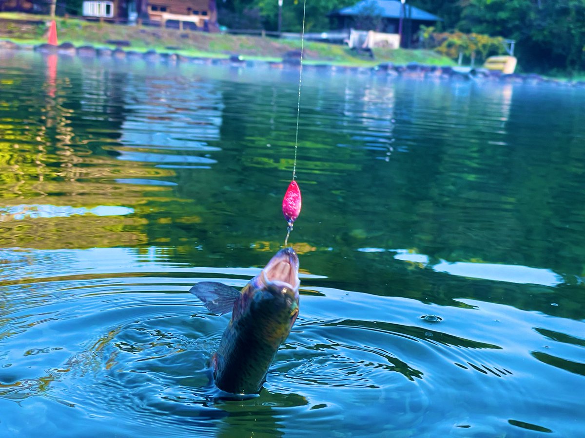 captain_black96's tweet image. 昨日は大芦川F&amp;amp;Cフィールドビレッジにクリアポンドの苦手克服へ
前夜の雨で少し濁ってるけど相変わらずスケスケ…スケベェ🥰
お隣に偶然フォロワーさんがいらっしゃって、おしゃべりフィッシング
放流はぼちぼち対応出来てきたけど活性が落ち着くと中々難しい🙄
でも楽しった🎶
#エリアトラウト #OFC