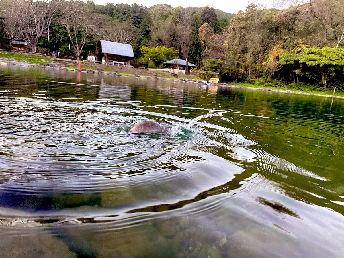 captain_black96's tweet image. 昨日は大芦川F&amp;amp;Cフィールドビレッジにクリアポンドの苦手克服へ
前夜の雨で少し濁ってるけど相変わらずスケスケ…スケベェ🥰
お隣に偶然フォロワーさんがいらっしゃって、おしゃべりフィッシング
放流はぼちぼち対応出来てきたけど活性が落ち着くと中々難しい🙄
でも楽しった🎶
#エリアトラウト #OFC