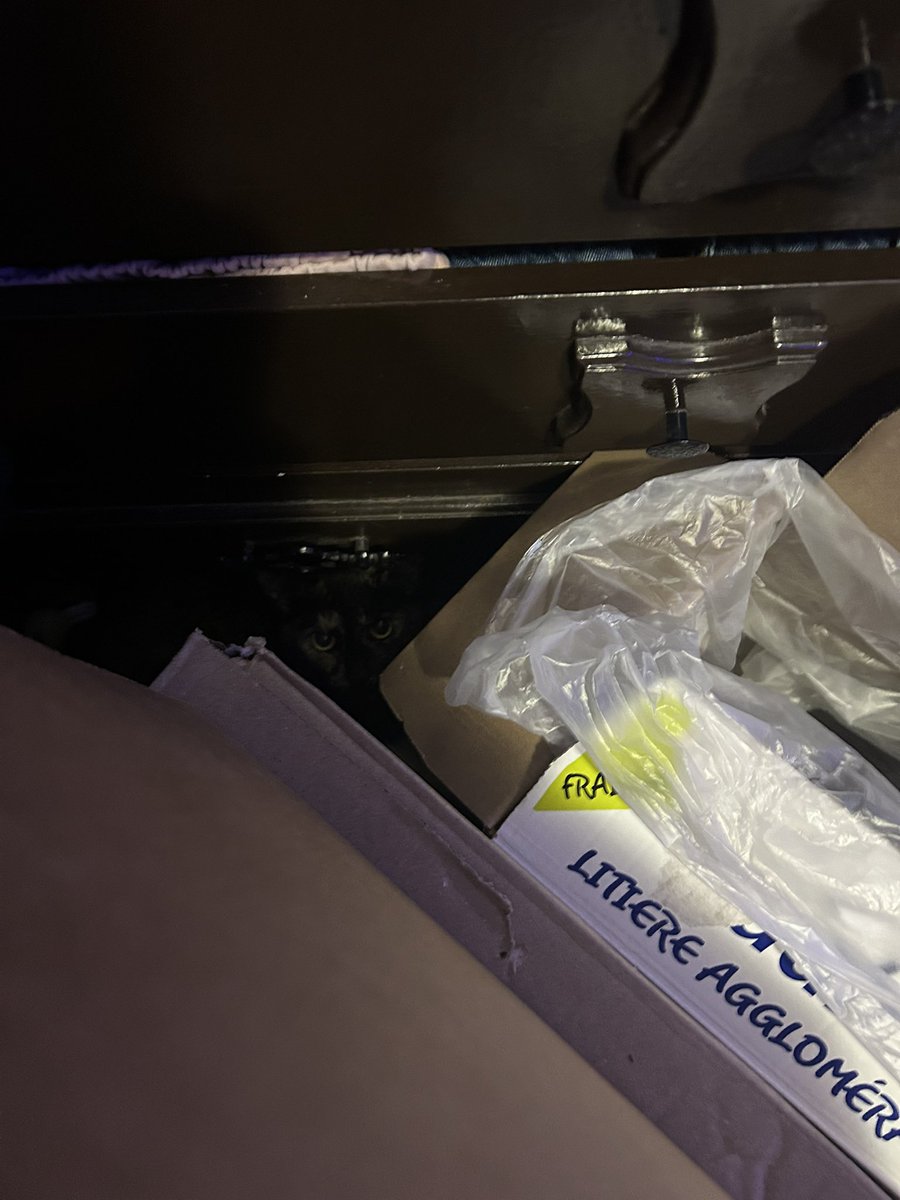 freya (4 yearce oald) tweet media