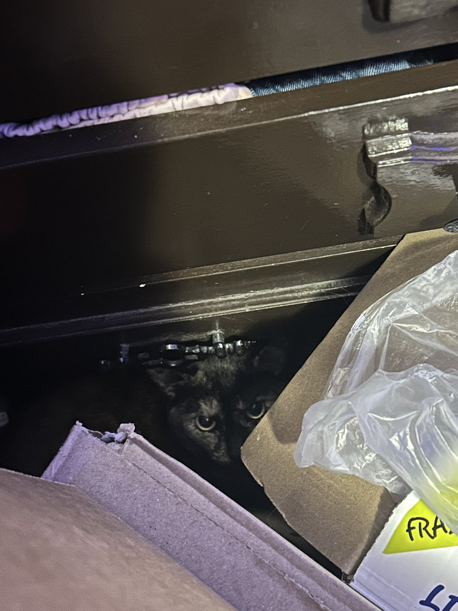 freya (4 yearce oald) tweet media