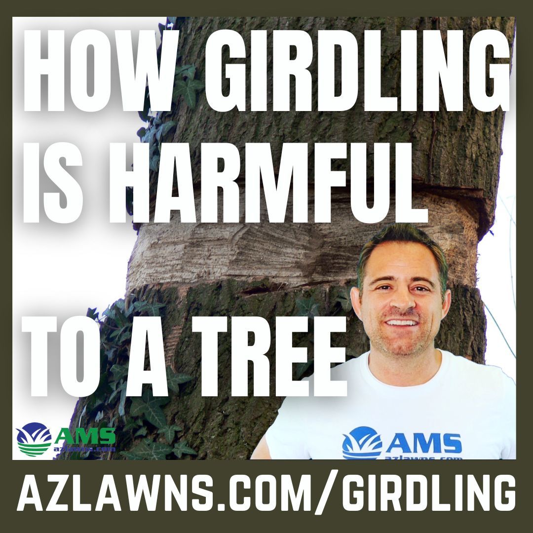 azlawns's tweet image. Tree girdling can silently kill your trees — learn how to spot and stop it before it’s too late! 🌳💧 

#TreeCare #ArboristTips #HealthyTrees #LandscapingExperts #GardenMaintenance
