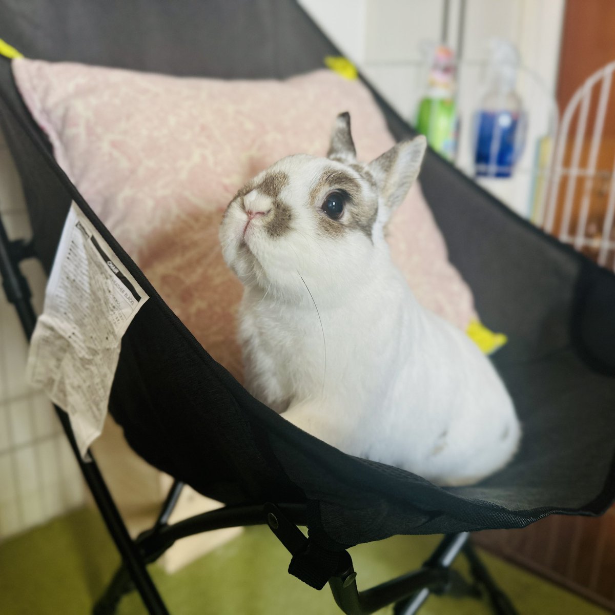 おもち🐰2代目うさぎ (@omochi_mochi_5) / Posts / X