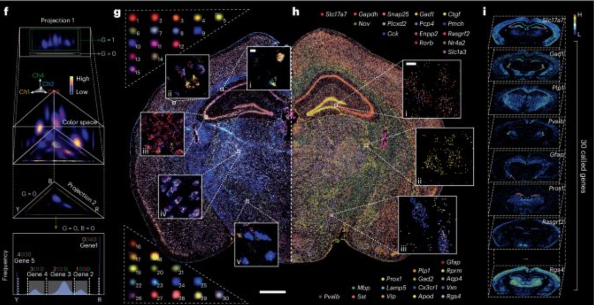 凄い！
 
｢多数の遺伝子可視化｣
Nature biotech
 
･ 蛍光顕微鏡で64種類のRNAを1回で同時検出
･ 色の濃淡をバーコード化し複雑な繰り返し反応を不要に
･マウス胚・肝細胞癌・脳組織の3D遺伝子地図を構築
･ がん関連線維芽細胞が免疫浸潤の多様性を左右する役割を明示
 
nature.com/articles/s4158…