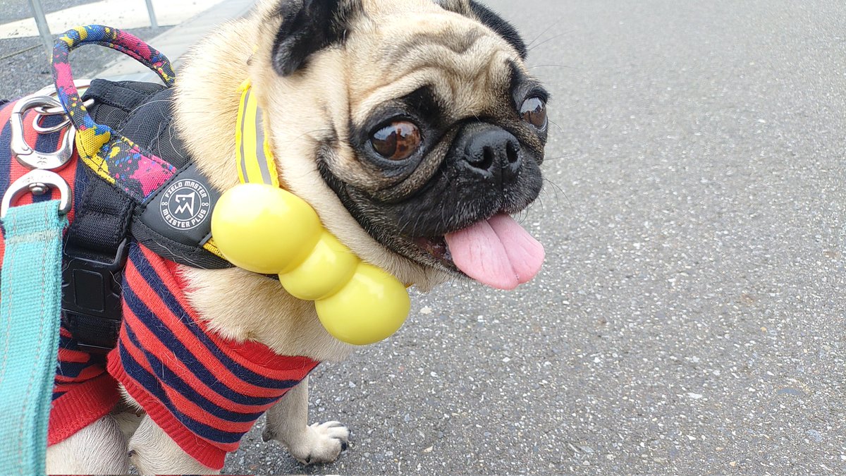 パグちゃん パグ獣🐶作った人あきぱぐ🐶 on X