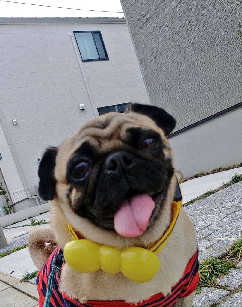 PUGJYU パグ獣 PUG 新品 あきぱぐ PUGJYU パグ獣 黒パグ獣 ソフビ