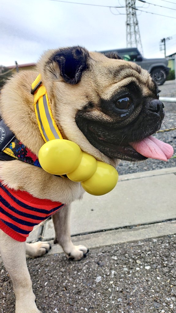 パグ獣🐶作った人あきぱぐ🐶 (@pugchaa) / Posts / X