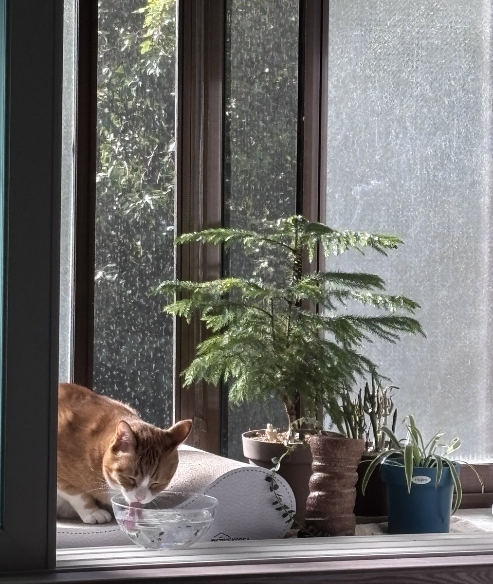 가끔 그냥 고양이보고 멍때리고 힐링함