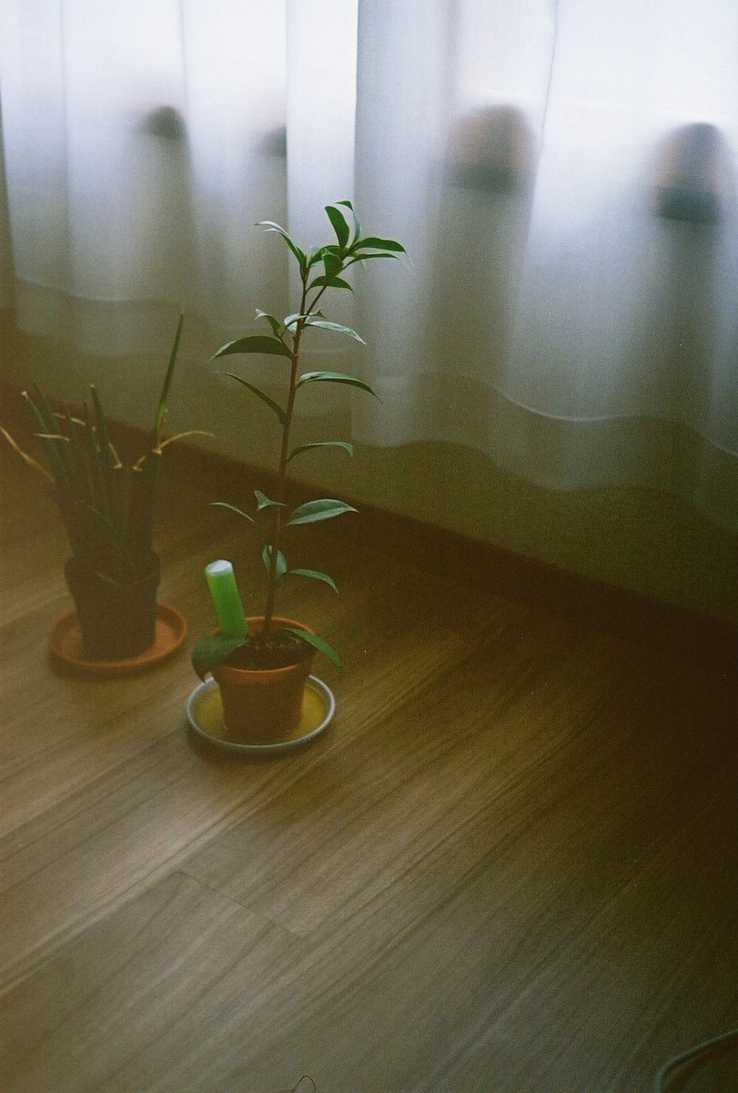 PacificScarlet's tweet photo. この前現像上がったULTRAMAX400 https://t.co/Ho9dMiiZeg