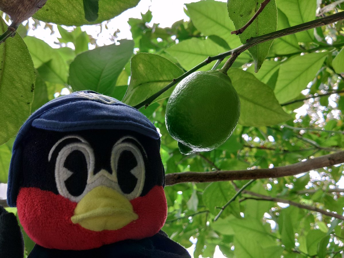 Runchan…♡様 確認用 みぃみぃ on X