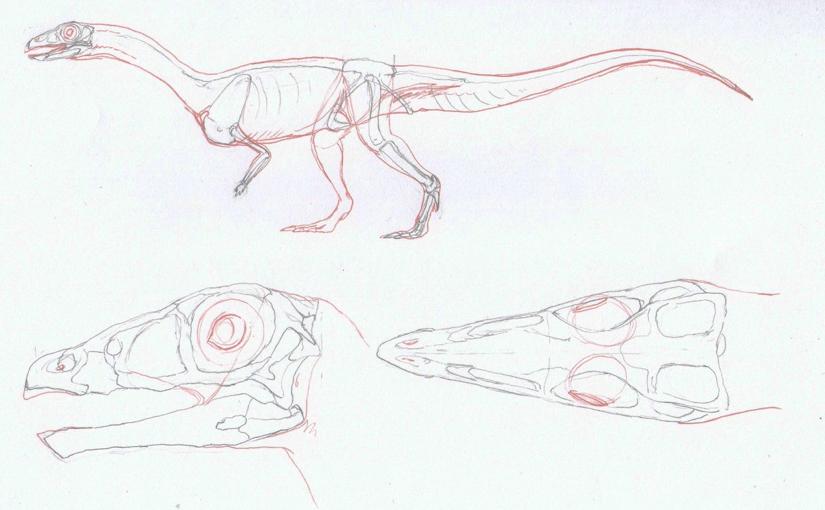 Effigia(＆Shuvosaurus)(・ω・)