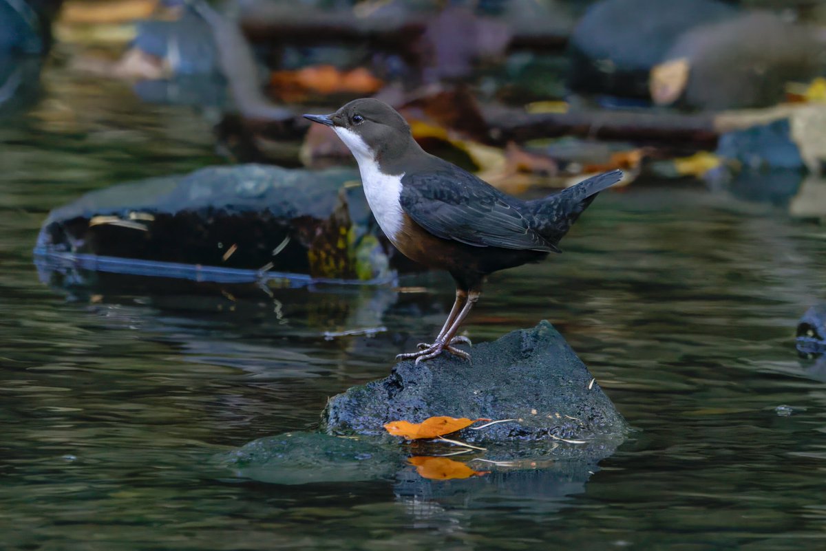 Garbo69's tweet image. Dipper in Castle Eden Dene earlier this week. @teesbirds1 @teesmouthbc @DurhamBirdClub @Natures_Voice @WildlifeMag @BBCSpringwatch @NaturalEngland