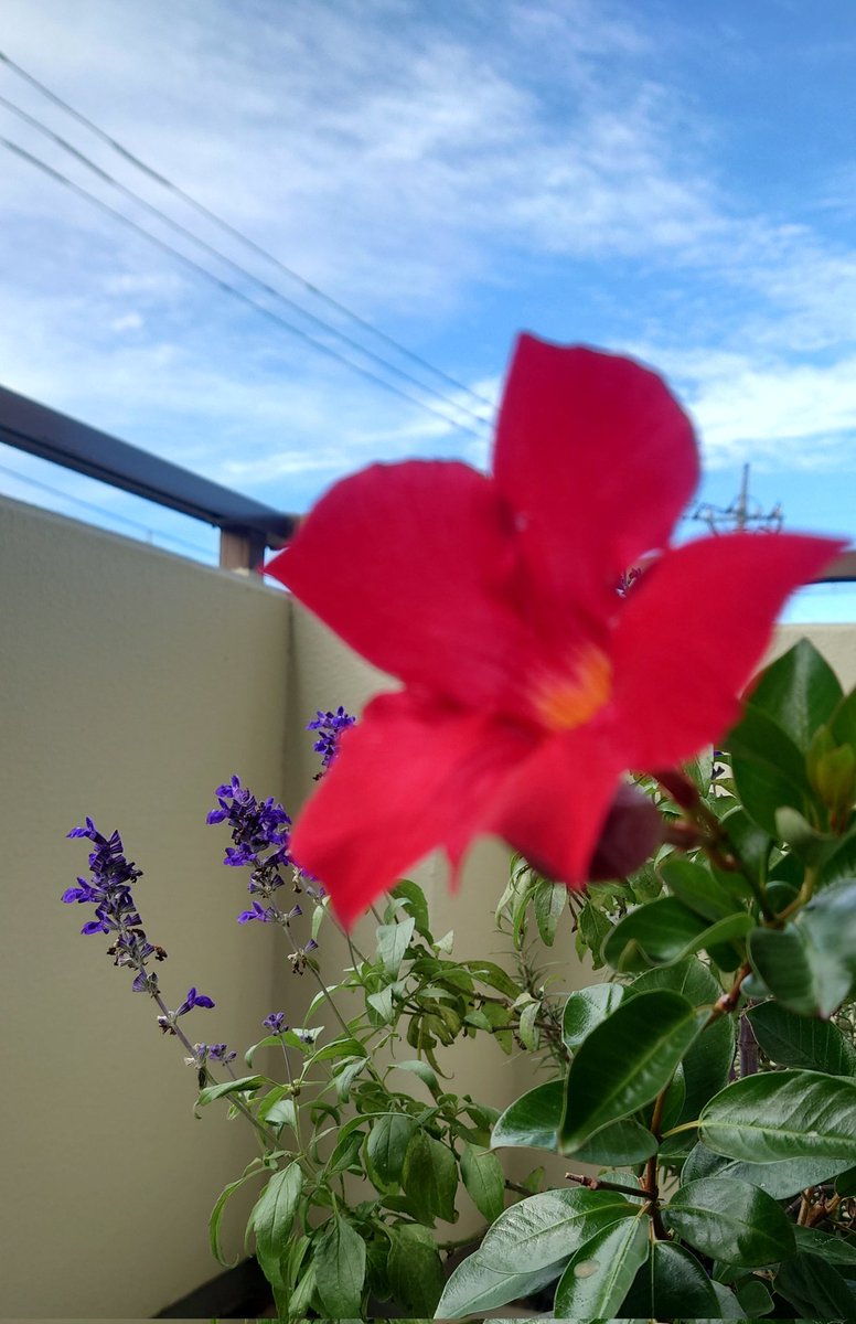 秋の朝 - Search / X