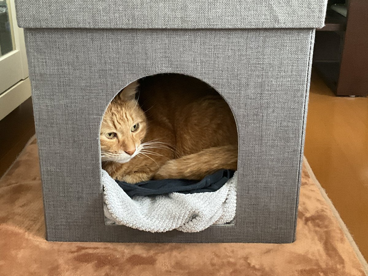 にゃ〜 (@amakaayn) / Posts / X