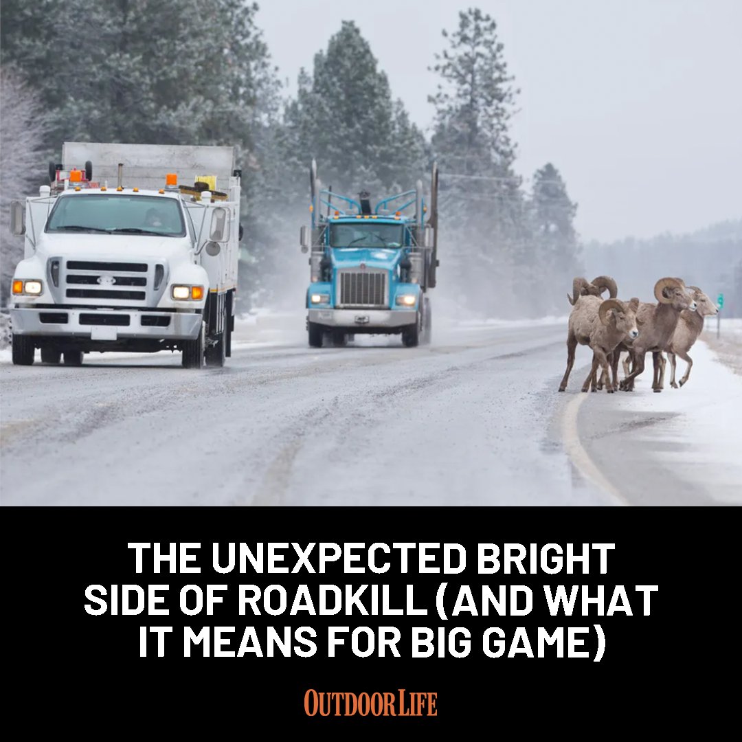 Every deer, elk, antelope, sheep, or bear that's smoked by a semi or sedan helps us understand how to prevent future wildlife — and motorist — deaths: trib.al/ZYewDnU